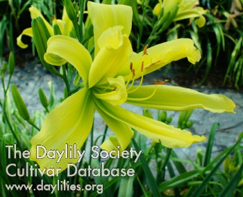Daylily Squidward Tentacles